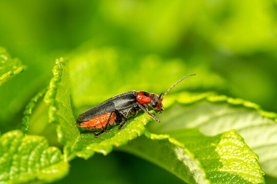 Cantharis livida is a species of soldier beetle