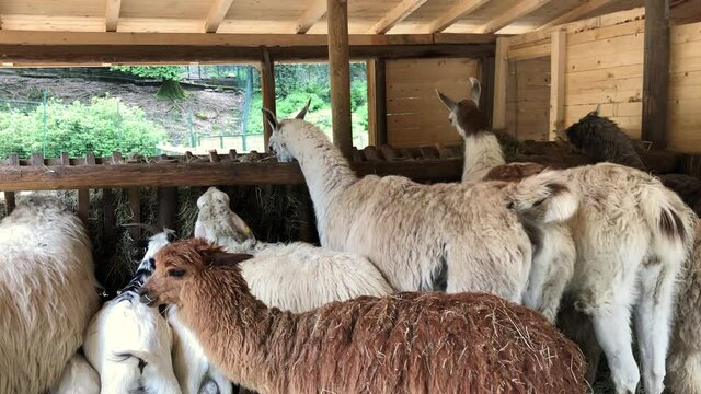 Deer, llamas, alpaca and goats eat dry grass on the farm