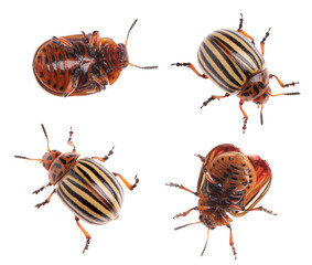 Colorado potato beetles on white background, collage