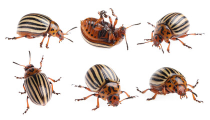 Colorado potato beetles on white background, collage