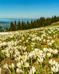 Fototapeta premium weisse und pinke Krokusse auf der Hohen Kugel, oberhalb von Fraxern mit Blick auf das Rheintal und den Bodensee. Frühling in Vorarlberg mit blühenden Alpwiesen