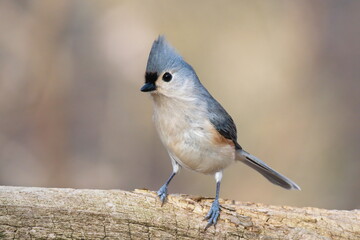tufted titmouse perched on branch with clean background © DrN8