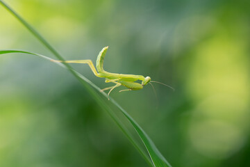 ススキに降りて来たハラビロカマキリの幼虫1