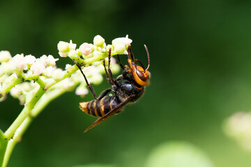 ヤブガラシの蜜を舐めに来たスズメバチ1