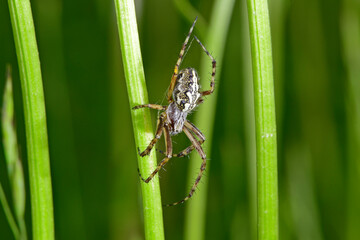 Oak spider // Eichblatt-Kreuzspinne (Aculepeira ceropegia, Araneus ceropegia)