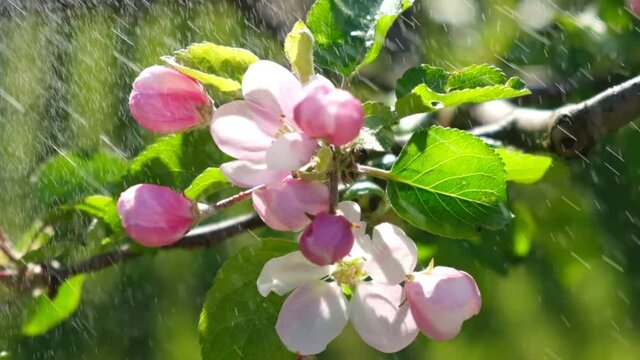 Side view of watering the plants in slow motion. Gardening concept. Farmer gardener irrigation for Polygonatum, King Solomon's-seal flowers at garden. Close-up. Leaves with water drops in sunlight.