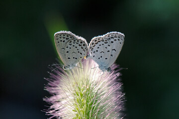 エノコログサでデートするヤマトシジミ1