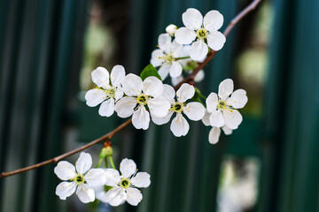 Cherry flowers on a dark fence background. Spring flowering of fertile trees. Close-up