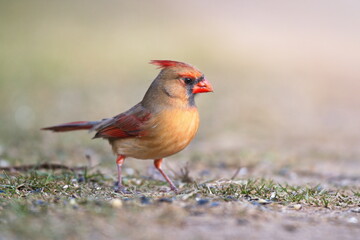 Northern Cardinal Portrait