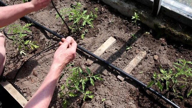 Man person installing water dripping system in home vegetable garden, watering tomato plants in greenhouse. Home use water drip irrigation system concept.