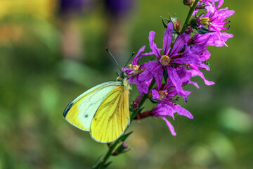 Purple flower with yellow butterfly
