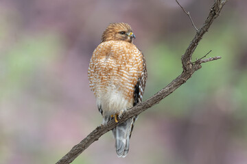 Red Shouldered Hawk on Branch
