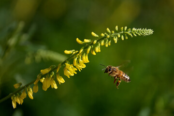 Ligustica honey bee in flight towards a flower of melilotus officinalis, important source of nectar and pollen, liguria, italy