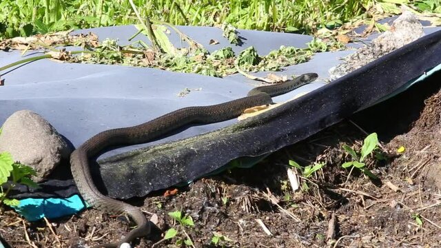 The grass snake (Natrix natrix), sometimes called the ringed snake or water snake, it is a non-venomous snake warming itself in home garden in warm summer day.
