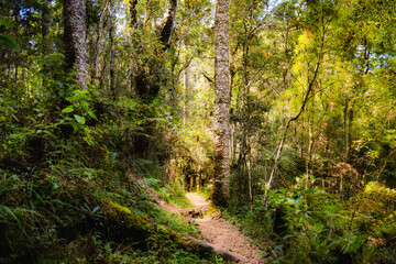 Cidade Monte Verde trilha do pinheiro velho