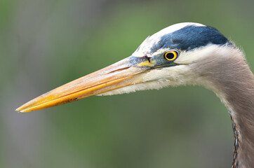 Great blue heron headshot