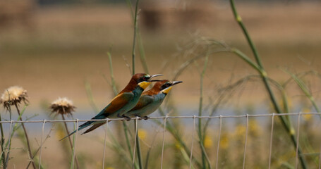 European bee-eater hovering on wire mesh
