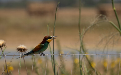 European bee-eater hovering on wire mesh
