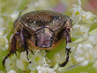 Goldglänzender Rosenkäfer, Goldsmith beetle (Cetonia aurata)