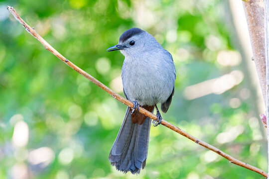 grey catbird perched on branch with clean background
