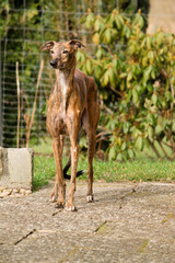 beautiful brindle whippet is standing on the terrace in the garden