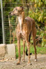 beautiful brindle whippet is standing on the terrace in the garden