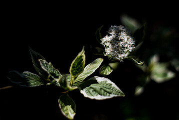 Dogwood - spring leaves and blossom
