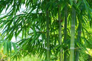 Obraz na płótnie Canvas fresh green bamboo shoots at bamboo forest. 