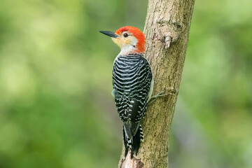 Red Bellied Woodpecker