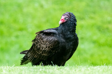 Turkey Vulture