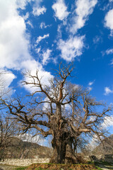 Old dry chestnut tree, blue cloudy Sky and green field on background at İbradı Antalya Turkey. Copy Space, No people.