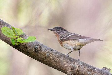 Bay Breasted Warbler