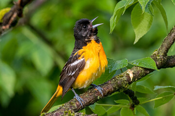 Baltimore Oriole