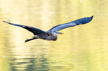 Great Blue Heron Flying