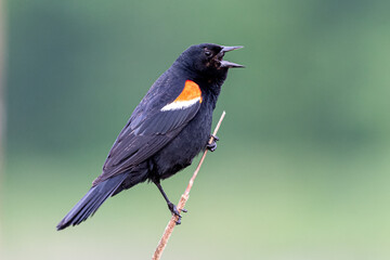 Red Winged Blackbird on Branch