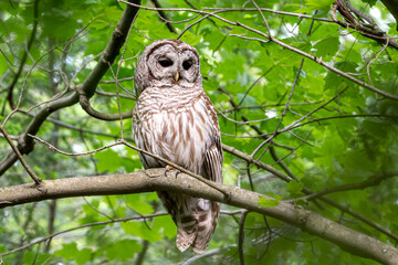 Barred Owl on Branch