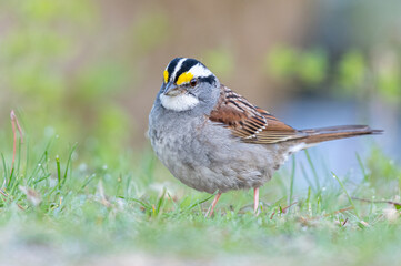 White Throated Sparrow