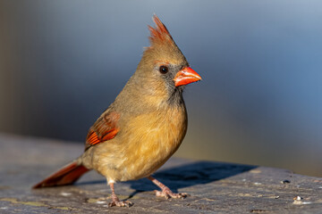 Northern Cardinal Portrait