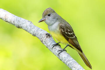 Great Crested Flycatcher on Branch