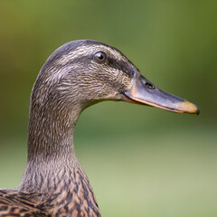 Close up portrait of a mallard duck