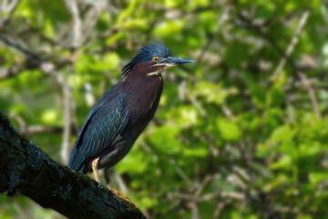 Green Heron on branch