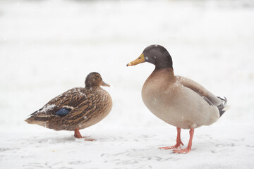 Two ducks isolated in the winter snow