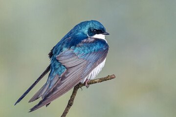 Obraz premium Tree swallow on branch