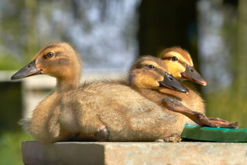Three baby ducklings of mallard and Indian runner duck bathing in sun
