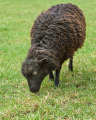 Female brown ouessant sheep grazing in meadow