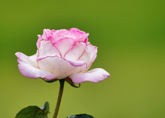 初夏の緑バックの薄ピンクのバラ