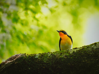 夏鳥のキビタキ公園に登場