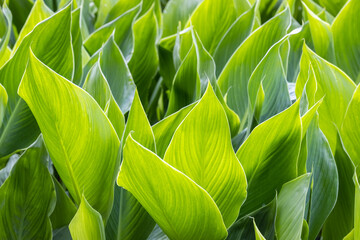bright green leaves background