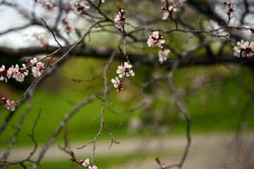 branches with spring blossoms