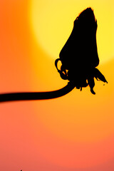 Vertical close-up photography of a closed flower bud silhouette on the colorful yellow-orange-pink background of sunset sky